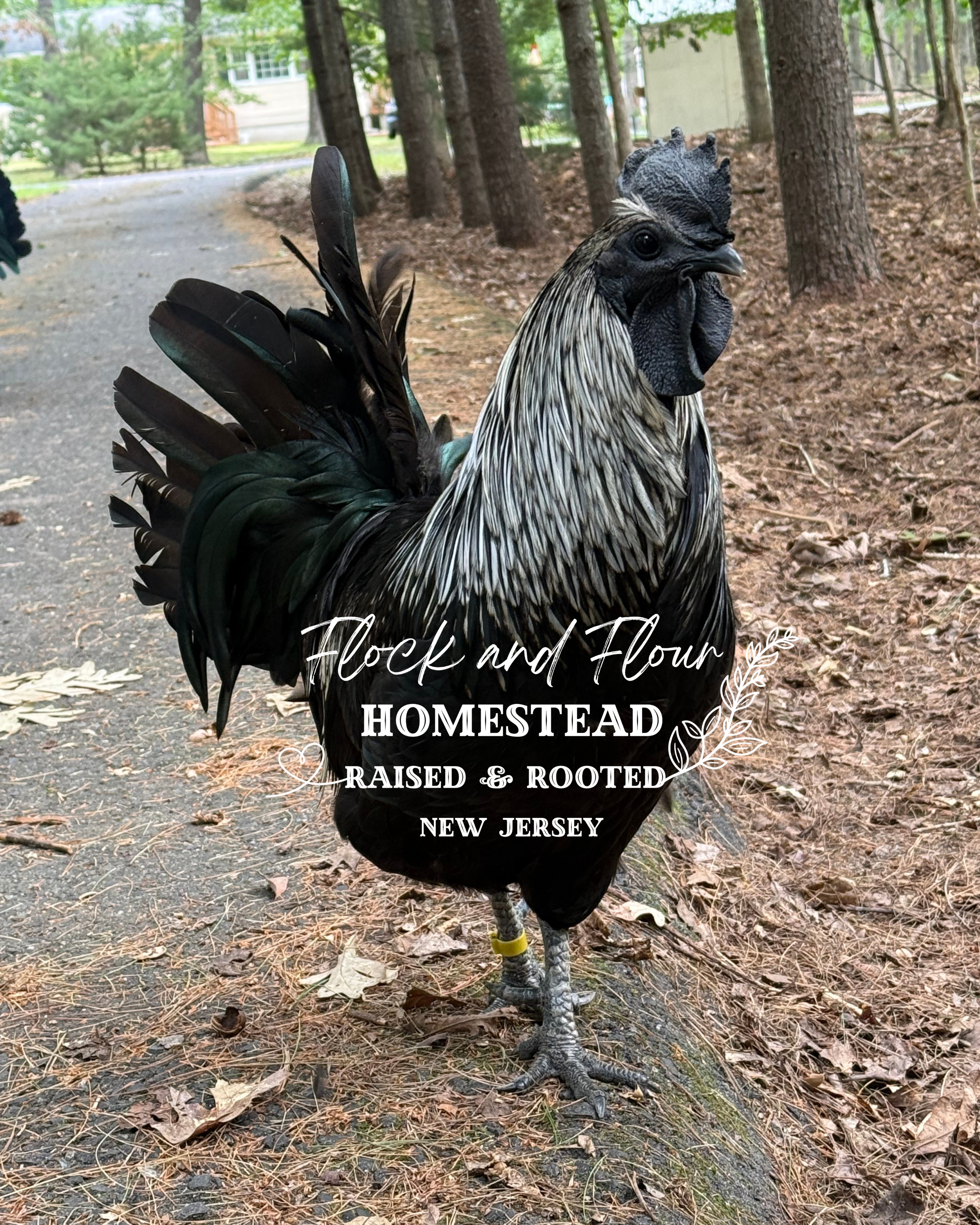 Flock and Flour Homestead's setup
