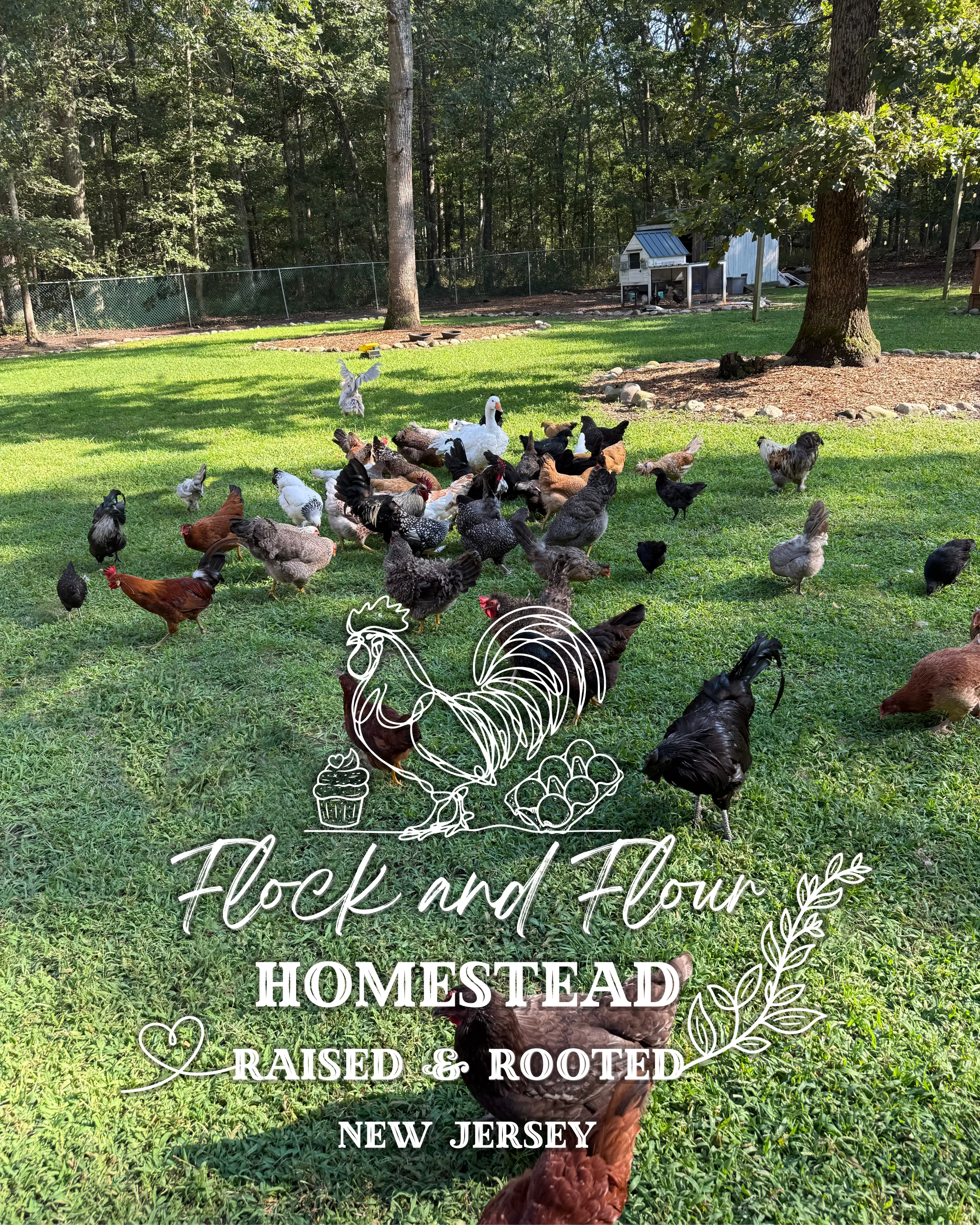 Flock and Flour Homestead's setup